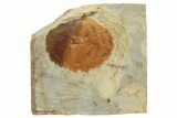 Fossil Leaf (Zizyphoides) - Montana #262395-1